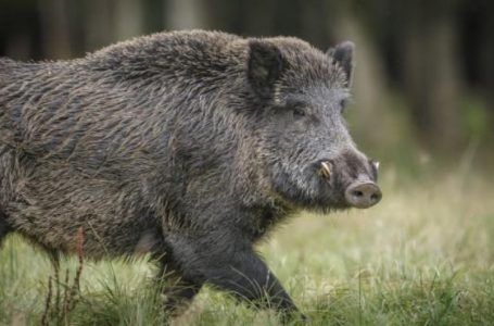 От 5 октомври започва груповият лов на дива свиня