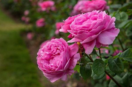 Маслодайната роза влиза в обхвата на подпомагане по програмата за борба с вредителите