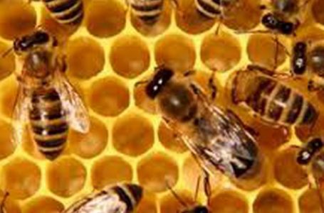 От 24 февруари се отваря новата пчеларска програма