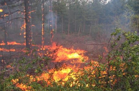 Над 60 са пожарите на сухи треви и житни култури в област Пазарджик от началото на юни