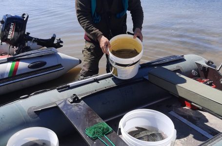 Извършена е проверка и зарибяване на язовир Батак