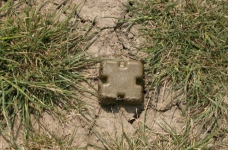 БАБХ започва ваксинация на лисиците срещу бяс в 23 области на страната