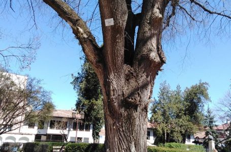 Вековни дървета в Добрич са обозначени с табели