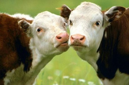 От 15 април започва прием на заявления по Мярка 14 от ПРСР 2014-2020