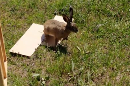 Ловците от Пещера разселиха диви зайци