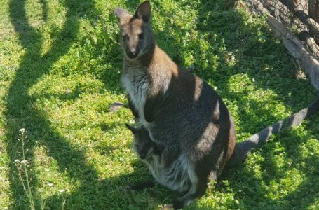 Центърът за защита на природата и животните в Добрич отваря врати днес и очаква посетители