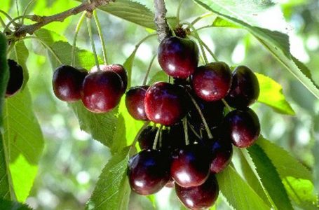 Организации на производители на череши и вишни се включват в помощта за реализация на реколтата