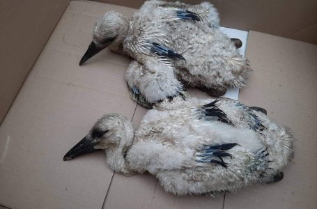 Екоексперти от Пазарджик спасиха чeтири малки щъркела, пострадали след буря