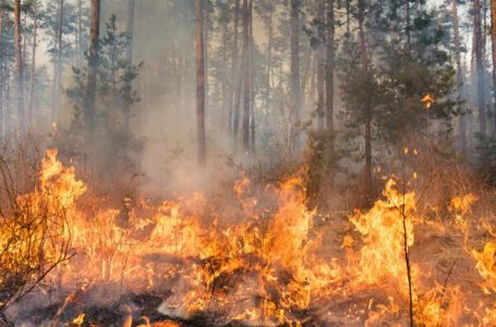Пожар край Тополовградско село
