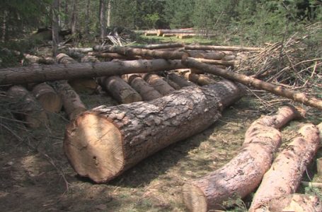 След сигнал в РУ- Септември, двама са задържани за незаконно транспортиране или сеч на дървесина.