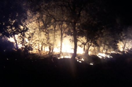 Пожарникари от Пазарджик участват в потушаването на пожарите в Ямболска и Хасковска област