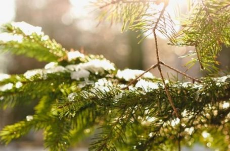 Времето през уикенда до 10-12 градуса