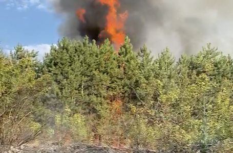 Борова гора гори в Община Тополовград