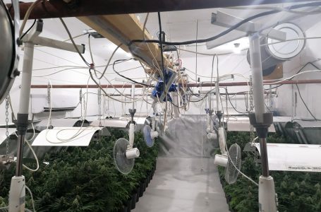 В Козарско откриха двуетажна оранжерия за марихуана