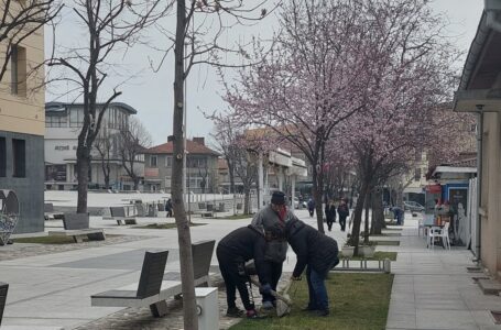 Започна пролетното засаждане на дръвчета в Царево