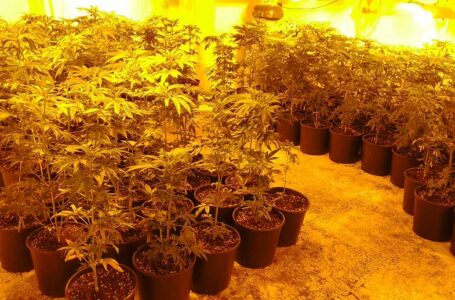 Разкриха оранжерия за отглеждане и обработване на марихуана в Исперихово